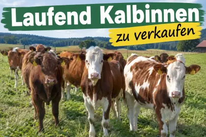 Kalbinnen