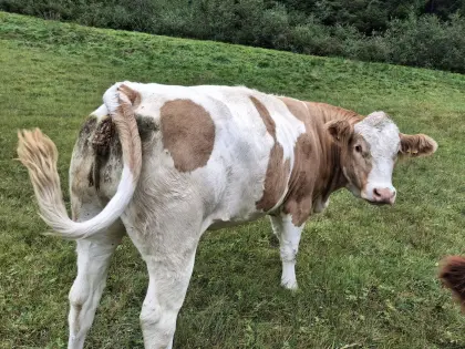 Bio Fleckvieh-Kalbinnen