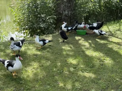 Moschusenten