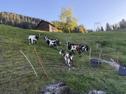 HB Tauernscheckenziegen