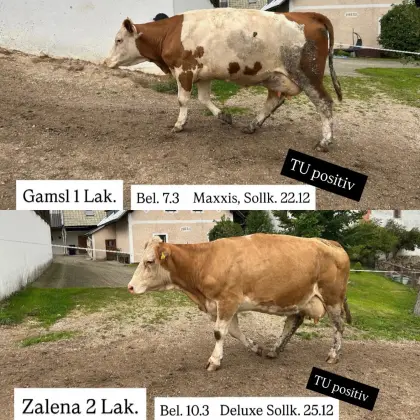 Bio Fleckviehkuh