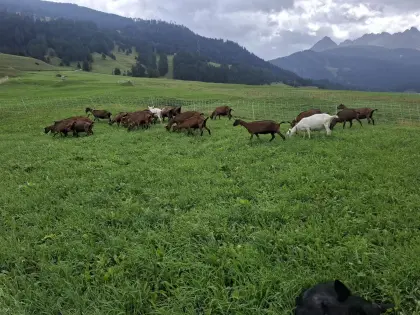 Milchziegen