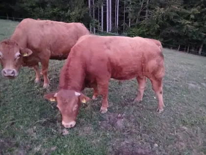 Limousin reinrassig