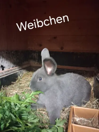 Blaue Wiener Kaninchen
