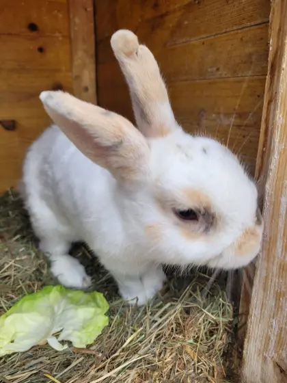 Zwergkaninchen