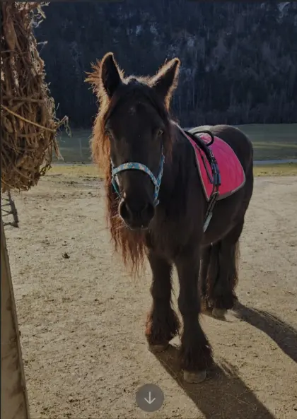 Beistellpferd