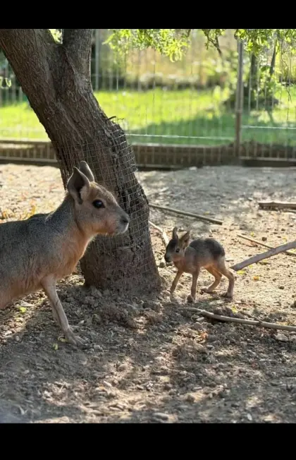 Mara