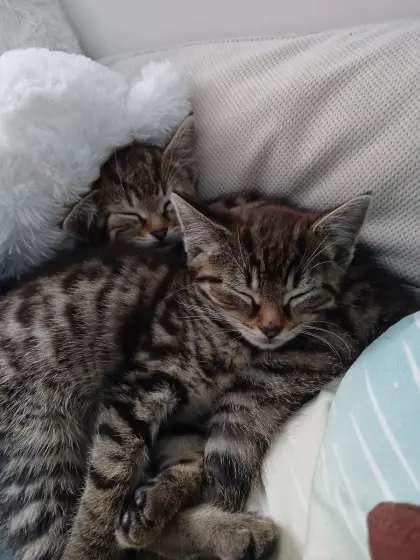 Babykatzen