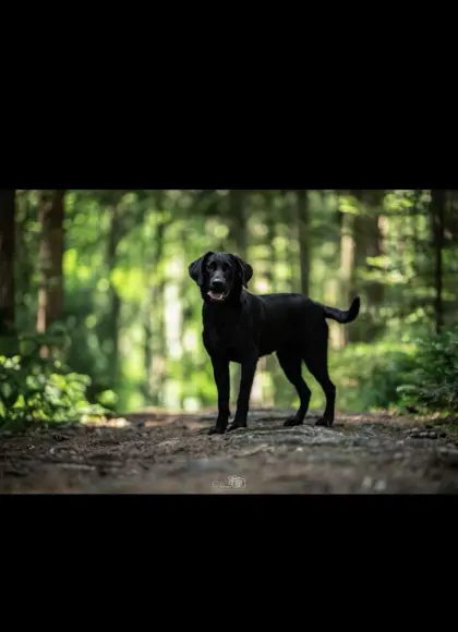 2-jährige Labrador-Hündin