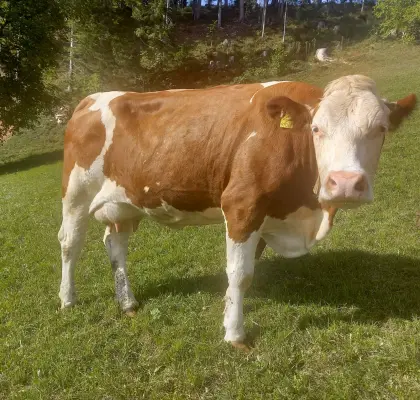 Verkaufe BIO FV Kalbin