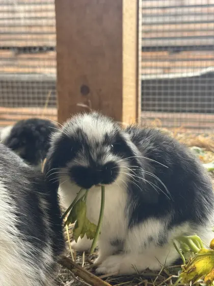 2 Mini Lop, Zwergkaninchen
