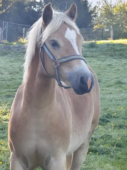 Haflinger Hengstfohlen