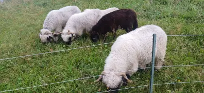 Walliserschafe zu verkaufen
