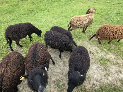 Zwergschaf weiblich und männlich