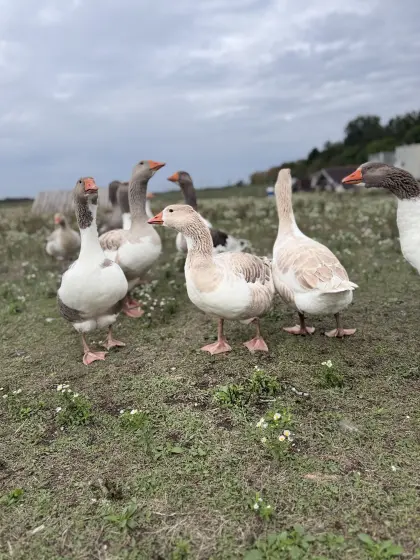 Gänse zu vergeben