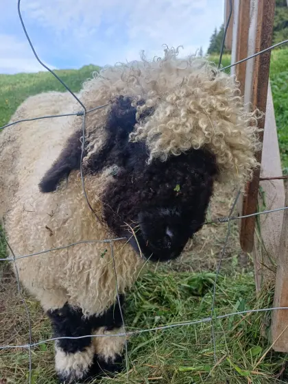 Walliser Schwarznasen-Widder Bio