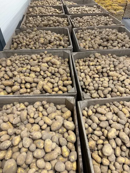 Speisekartoffeln aus Polen, Großhandel, LKW-Mengen