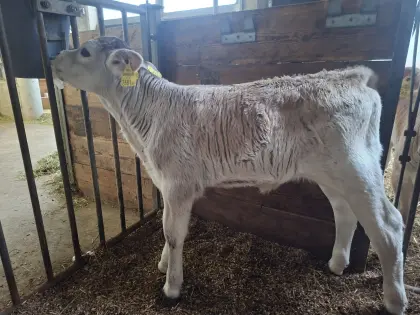 Tiroler Grauvieh Kalb