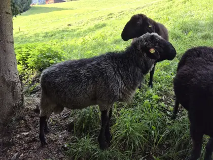 Verkaufe alpinen Steinschafwidder, noch nicht gekört.