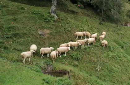 Texel Weibchen