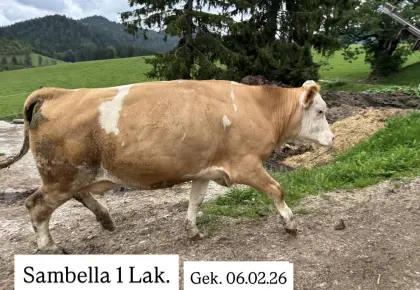 Bio Fleckvieh-Kuh