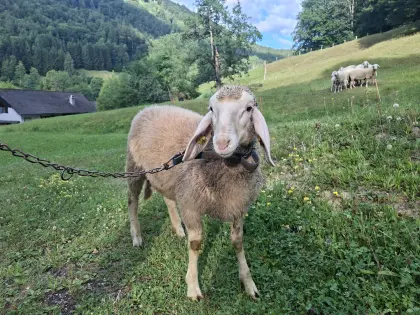 Bergschaf-Widder