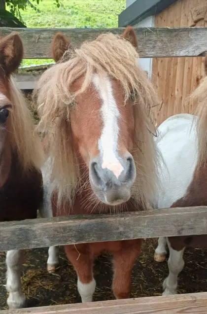 2 Shetty-Ponys