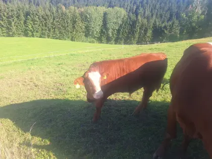Limousin x Fleck Jungstier