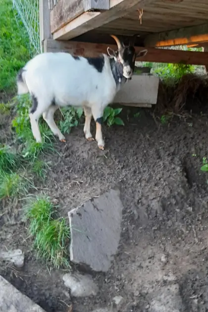 Zwergziegen