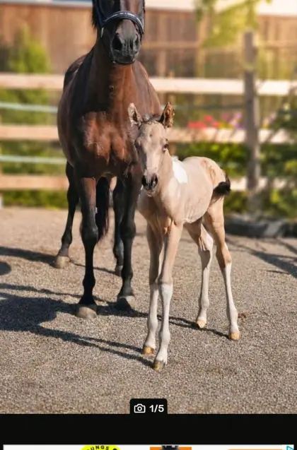 Hengstfohlen Buckskin Tobiano