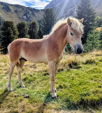 Samson, Hengstfohlen, Sommerhit x Vis a Vis (MV Wolfgang)