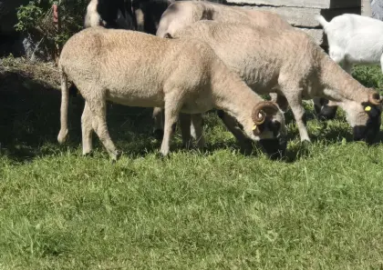 Schaf