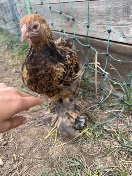 Zwerg-Brahma, blau-rebhuhnfarbig gebändert, Hahn, Huhn, Küken