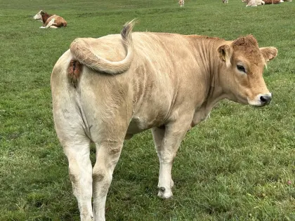 Bio Murbodner Kalbin, trächtig
