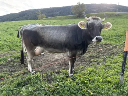 Grauvieh-Erstlingskuh