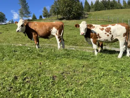Zuchtkalbinnen, Fleckvieh