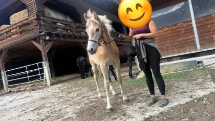 Lavinia N, Haflinger-Stute