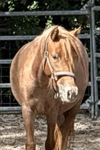 Pony-Stute sucht neues Zuhause