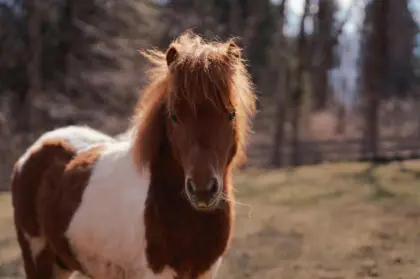 Minishetty Hengstfohlen