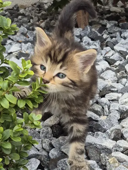 Katzenbaby, Langhaarkätzchen, Langhaar-Mischlingskatze
