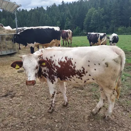 Kalb weiblich Pustertaler Sprinzen