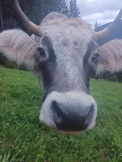 Tiroler Grauvieh Arabella