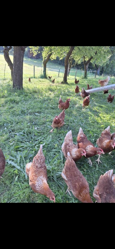 Vergebe