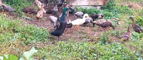 Laufenten und Cayuga-Ente