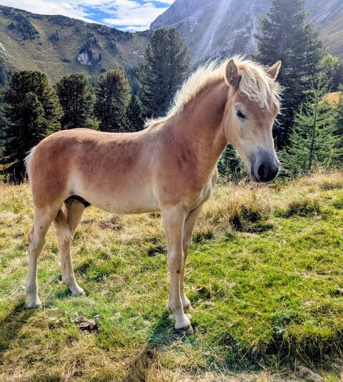 Samson, Hengstfohlen, Sommerhit x Vis a Vis (MV Wolfgang)