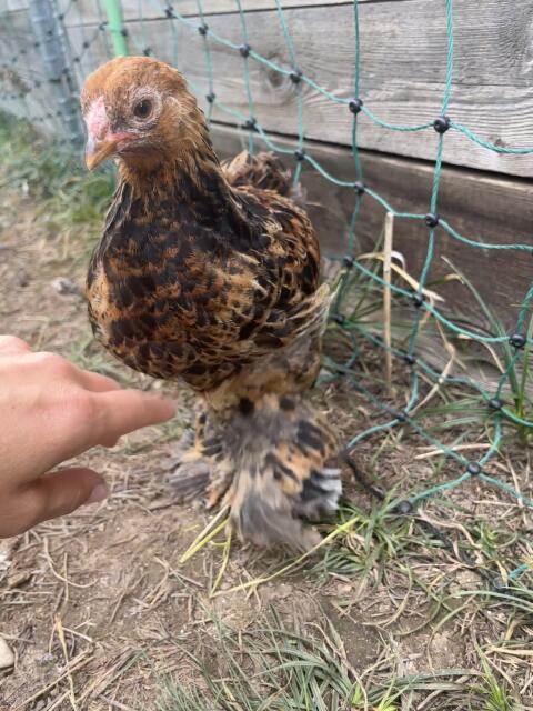 Zwerg-Brahma, blau-rebhuhnfarbig gebändert, Hahn, Huhn, Küken