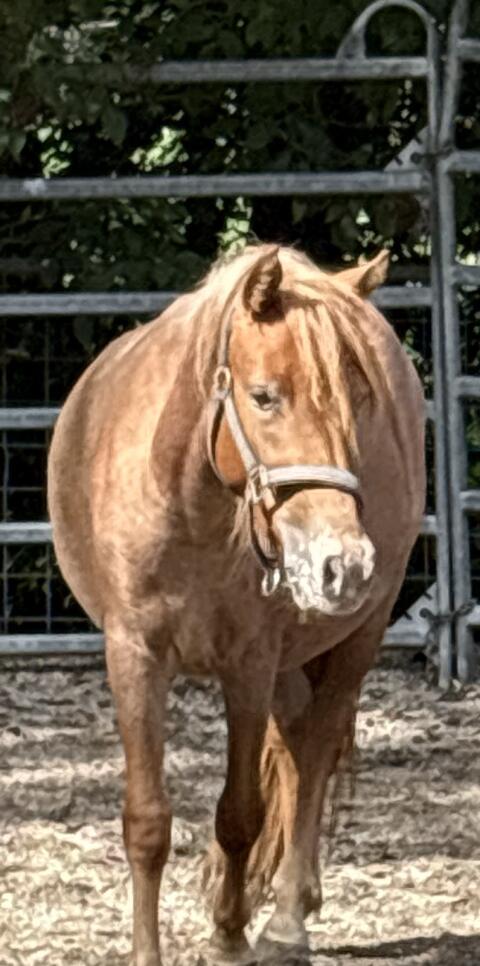 Pony-Stute sucht neues Zuhause