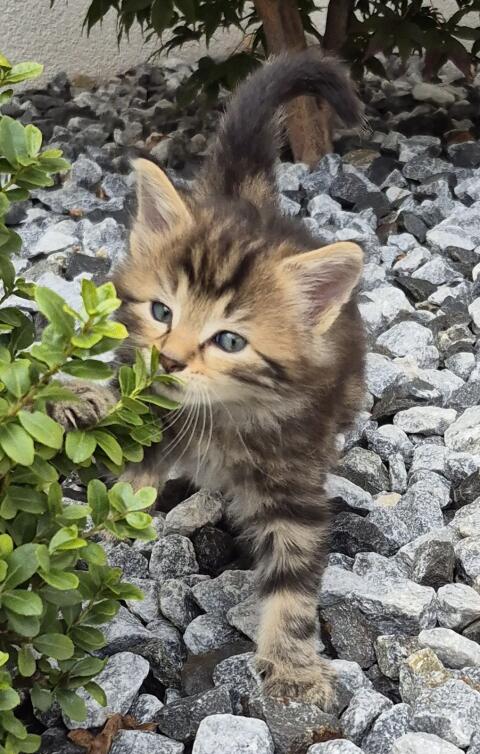 Katzenbaby, Langhaarkätzchen, Langhaar-Mischlingskatze