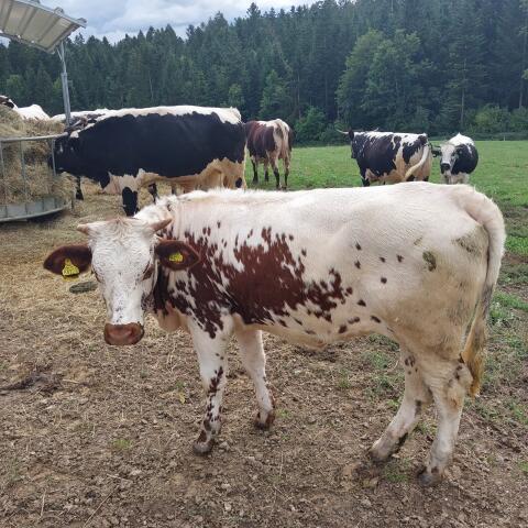 Kalb weiblich Pustertaler Sprinzen