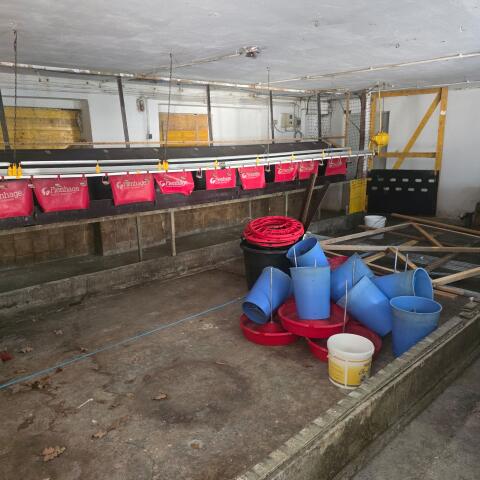 Hühnerstall-Aufstallung